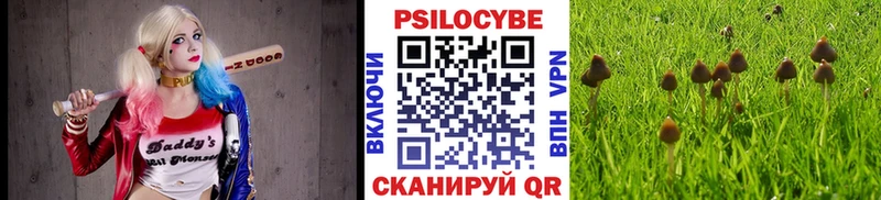 Купить где Ленск Псилоцибиновые грибы Psilocybine cubensis